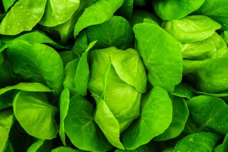 salad vegetable leaves