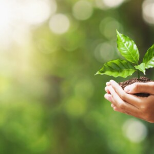 NSK Energy Efficiency article green sapling in cupped hands