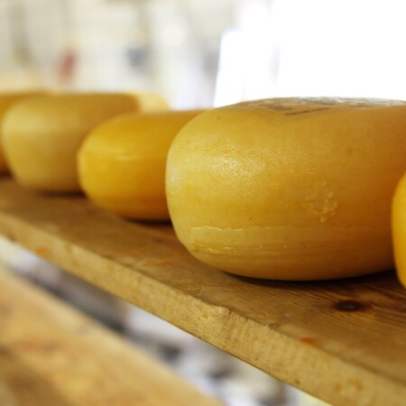 photograph of wheels of cheese in a dairy product producing facility