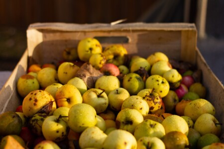 cider apples being processed for manufacture