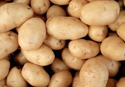 A large collection of potatoes in a processing facility