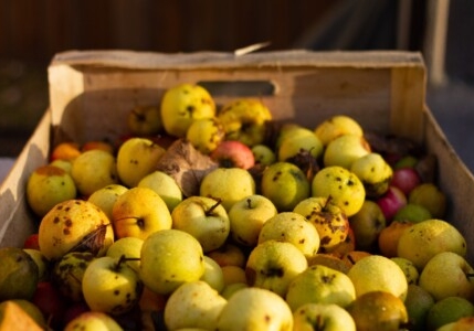 cider apples being processed for manufacture